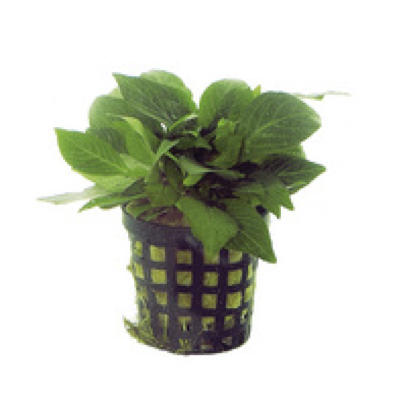 6x Nomaphila Siamensis Parviflora